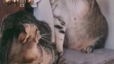 HAHAH FUNNY CATS FIGHTING 😄😄😁😂