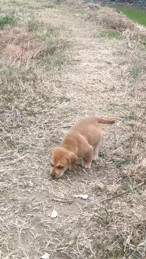 Female dog new baby born