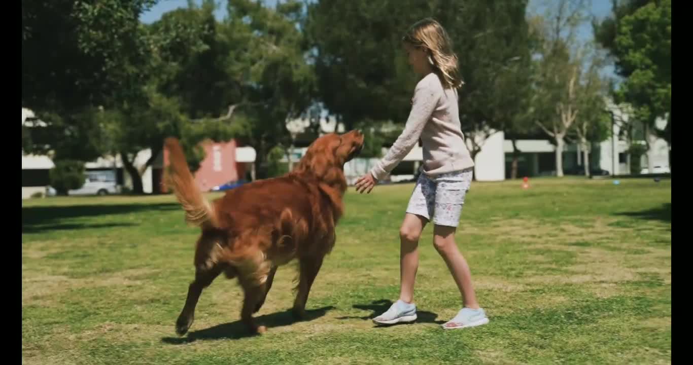 How to train your Dog ?