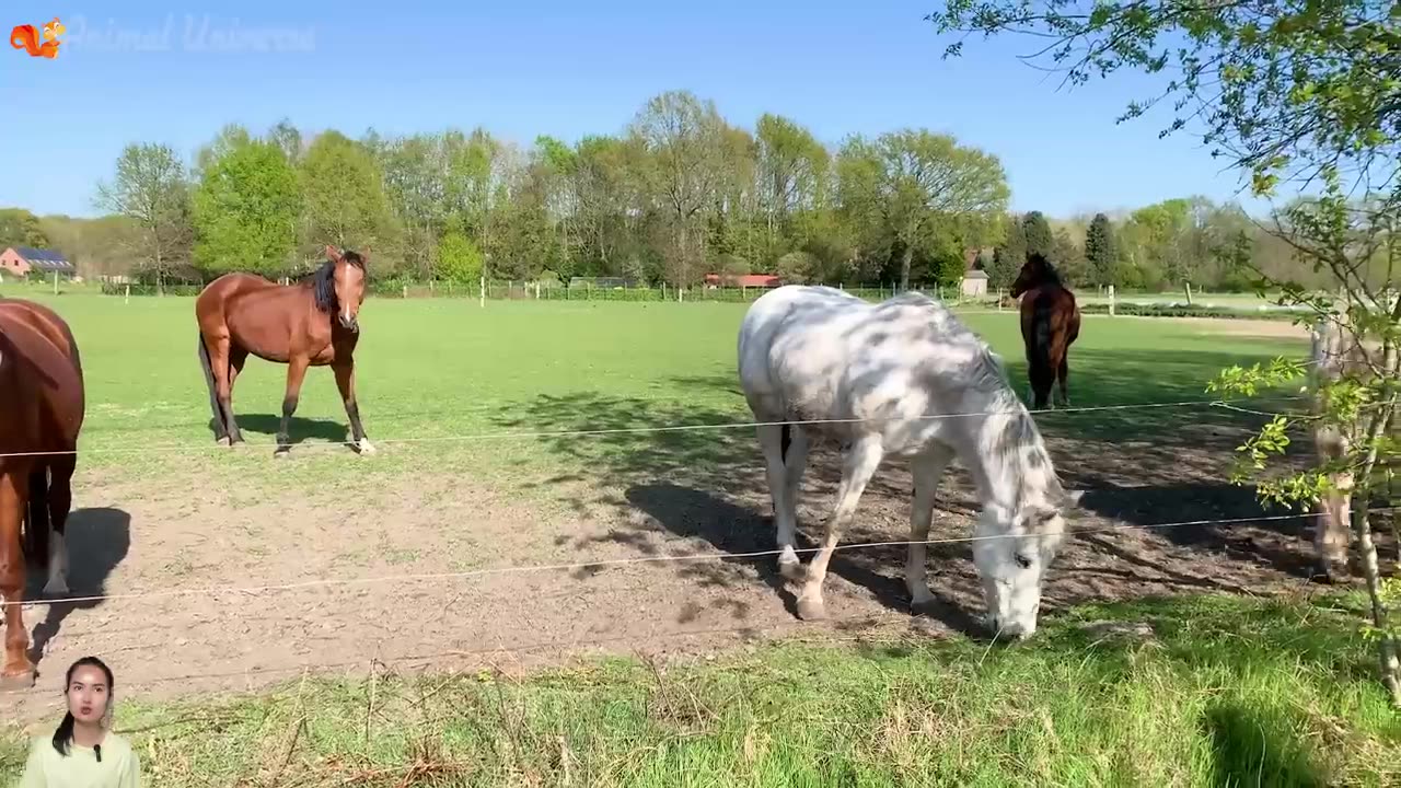 Herbivores - elephants, cows, horses, goats, giraffes - Animal sounds