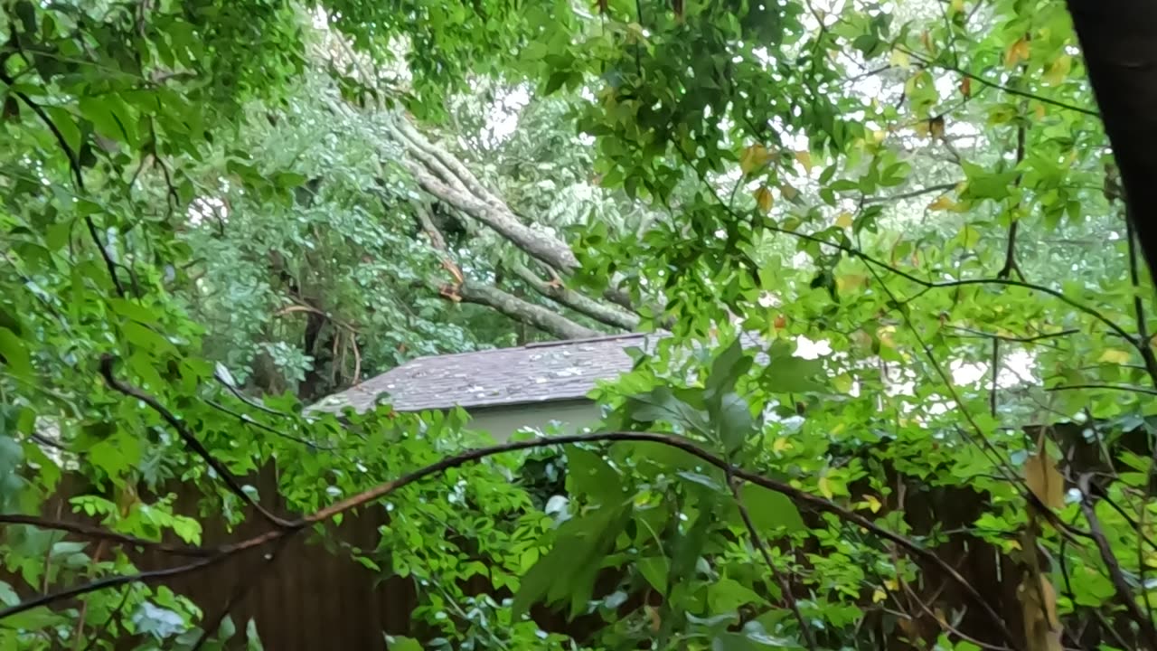 The Birds Weren't Singing this Morning