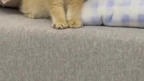 Cat are not understanding
