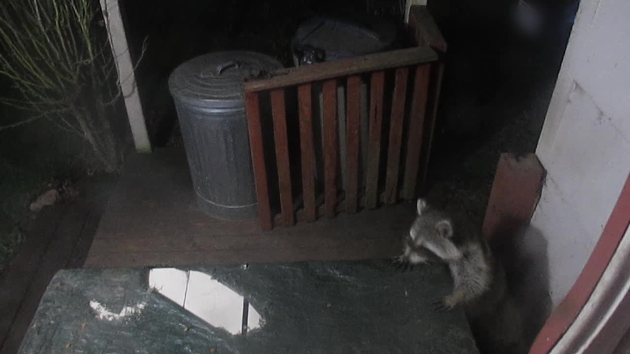 Raccoon struggles to climb table