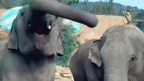 Animal cute funny moments