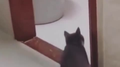 Cat funny video 🤣🤣