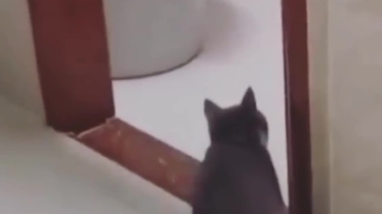 Cat funny video 🤣🤣