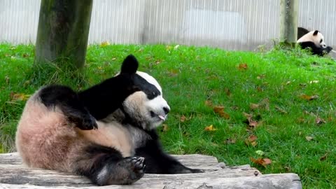 Lovely giant panda, come and have a look