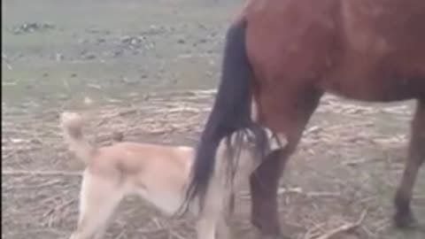 Horse's Kick Vs The Dog's Sad End | Fail Of The Month | Funny Trends #shorts #funny animals