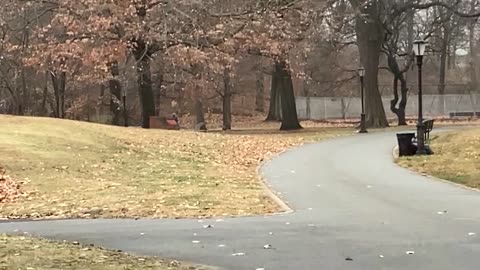 Red tail hawk