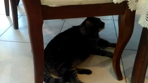 cat resting under a chair