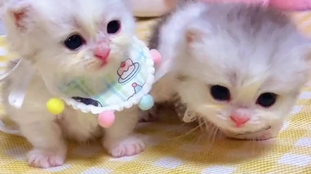 cats#catsloverscutes