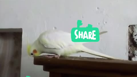 Funny dance from lutino