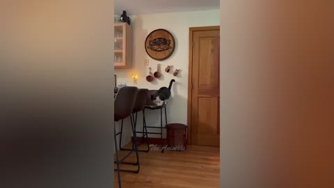 Animal videos for entertainment