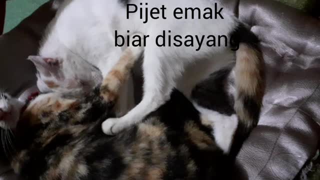 kucing pintar pijat