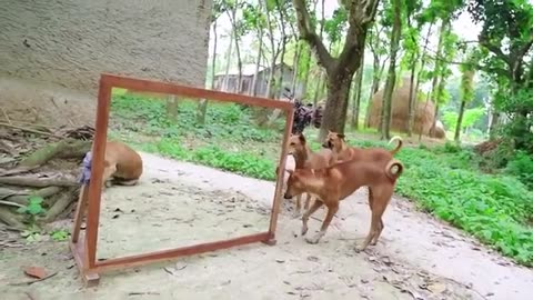Dogs Go Crazy