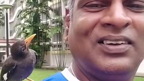 Mynah lands on S'pore man's shoulder& won't leave