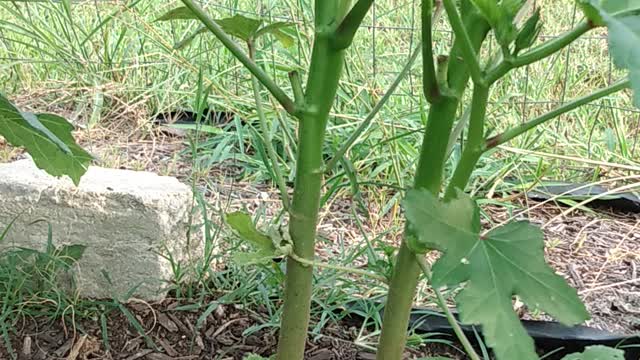 My Okra Plants