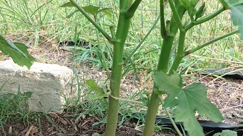 My Okra Plants