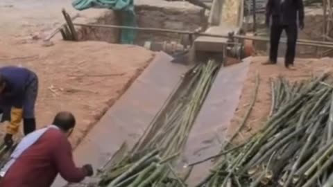 Shredding machine crushing fresh bamboo for paper making