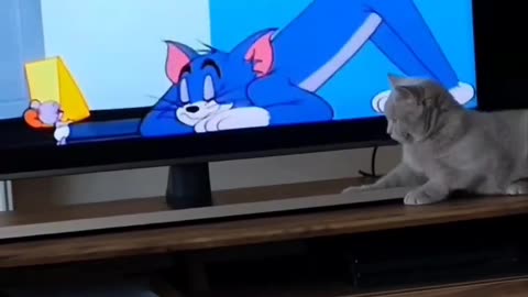 Cat watching Tom and Jerry