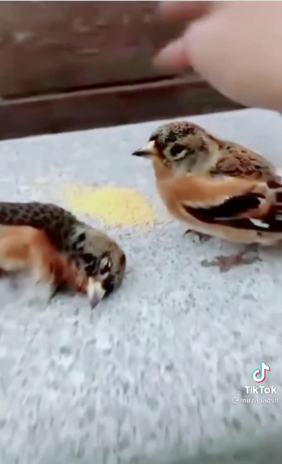 Birds love true love never stop