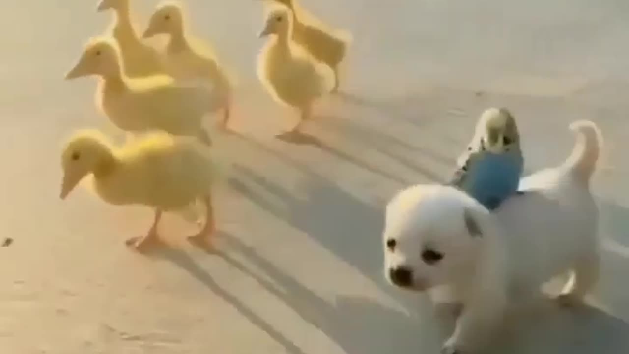 Ducks and Dog 🐕 friendship