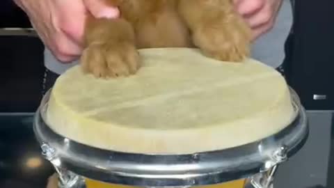 Cute puppy playing drums