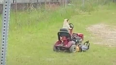 This dog is earning his greed🤣😆