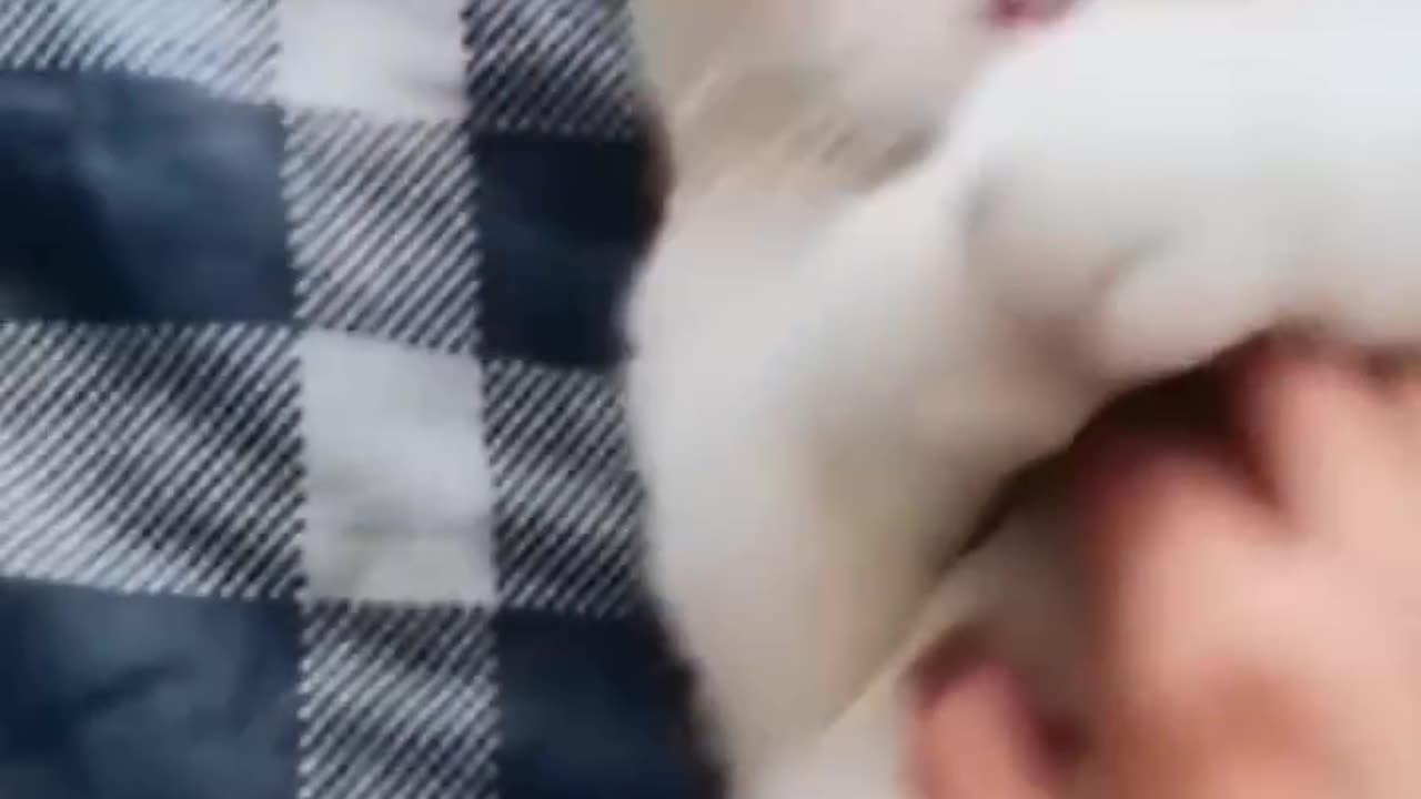 Funny animals comedy video
