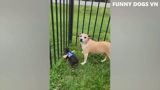 Funniest Animals Video - Funny Dogs And Cats - 2022