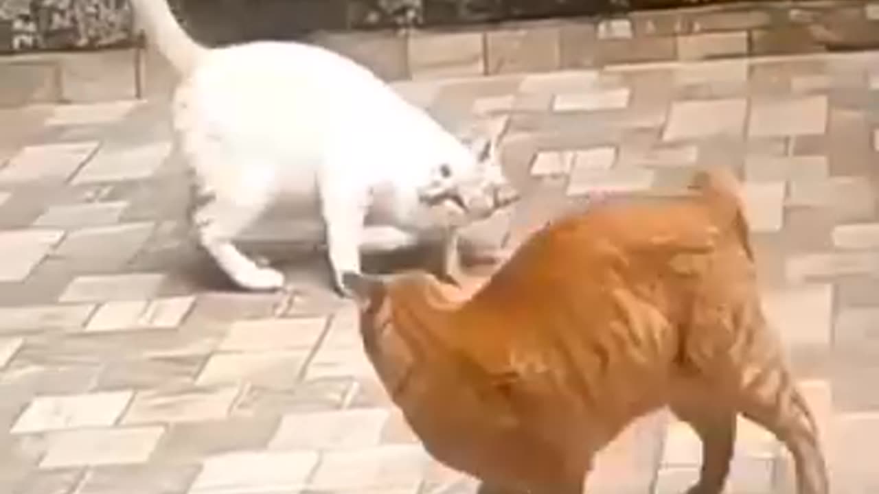 The cat jumps for joy when it sees its lover