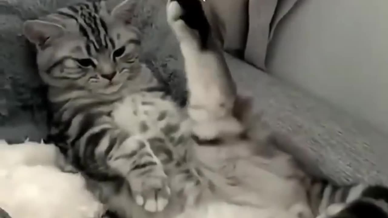 Funny cat videos - cute cats - Try not to laugh - Cat videos Compilation #shorts 🐈