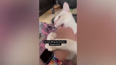 funny cats funny dogs