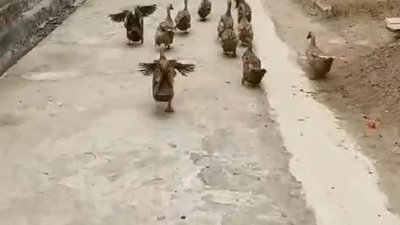 Funny animal videos