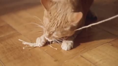 Funny Animal Videos 2022 😂 - Best Dogs And Cats Videos 😺😍