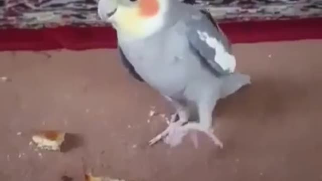 Singing Parrot