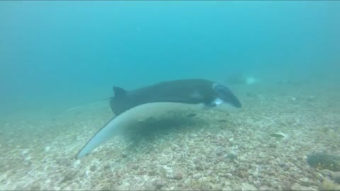 This Stingray Looks Magnificent