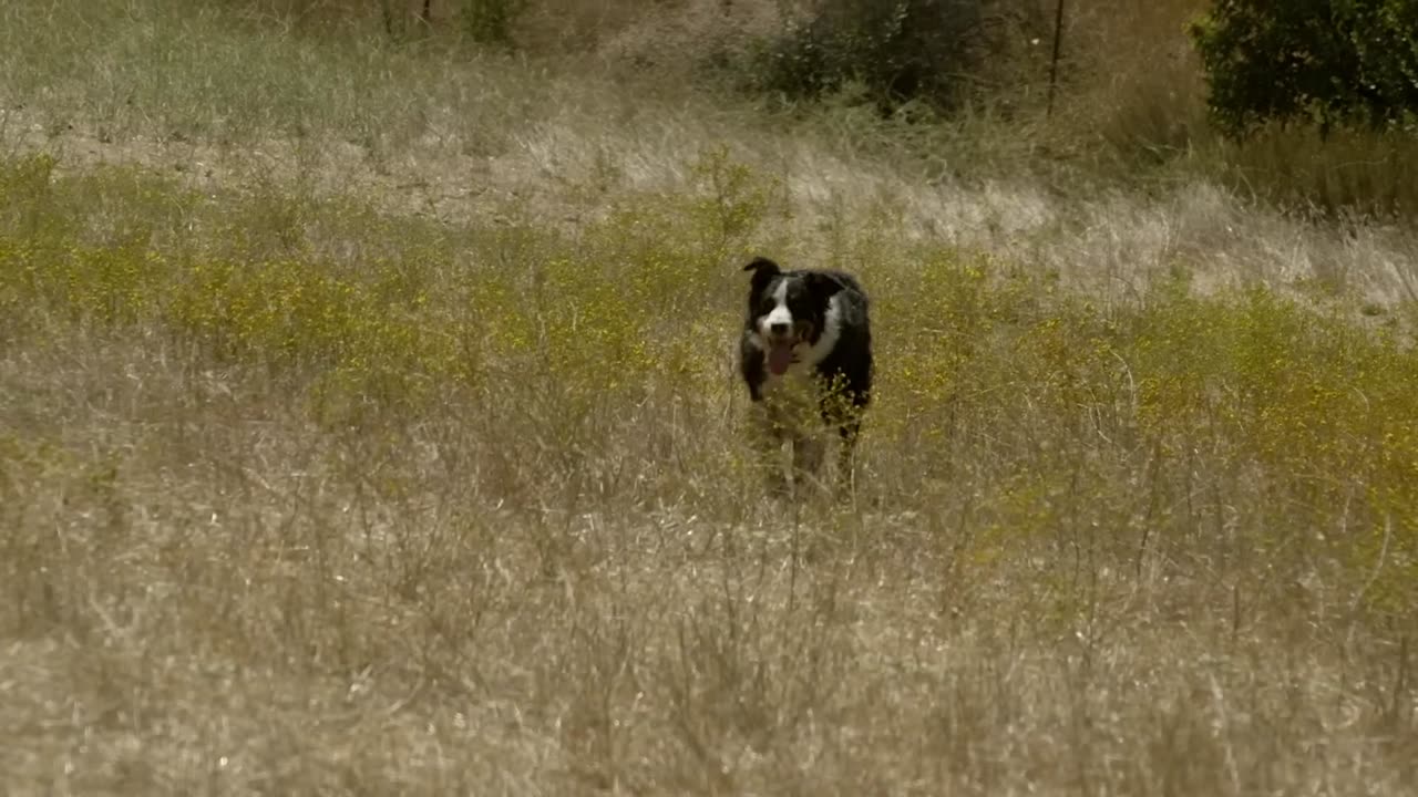 BORDER COLLIE THE WORLD'S SMARTEST DOGS