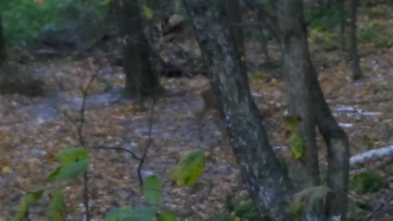 Wisconsin gun season (family tradition)