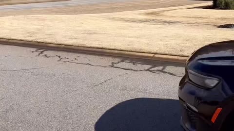 Sandwich selling dog🤣🤣🤣