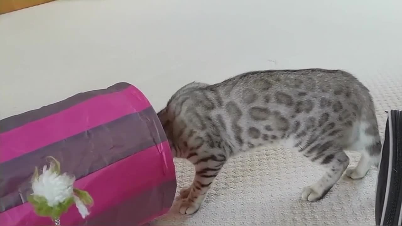 Introducing Our New Bengal Kittens To Our Adult Cats