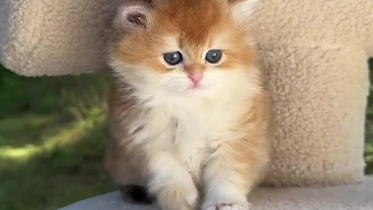 "Sweet Whiskers: The Irresistible Cuteness of a Playful Kitten"