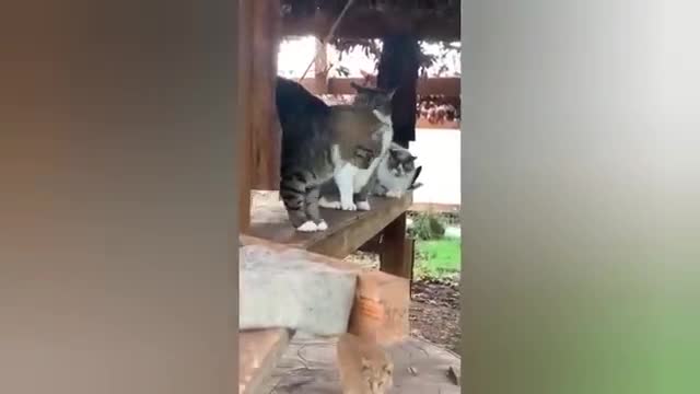 1 HOUR FUNNY CATS COMPILATION 2022😂| Super FUNNIEST Cats Videos In 2022 😂