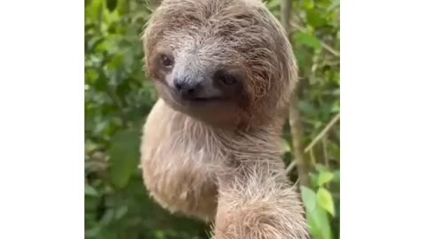 Cute Sloth are laziest animal like you