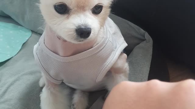 Puppy moves along my hand