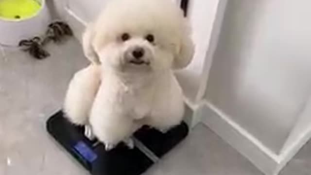 Cute Small Dog Funny Video