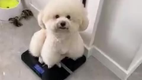 Cute Small Dog Funny Video