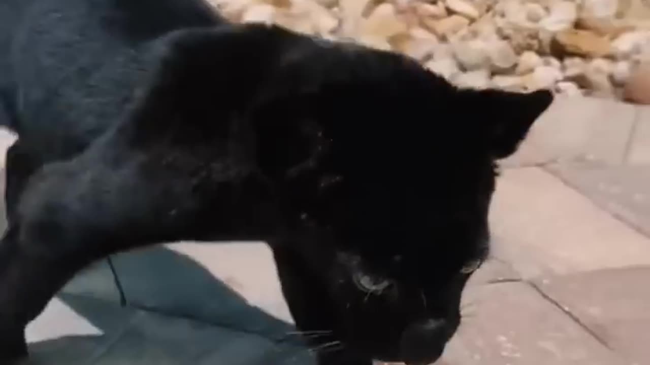 Baby Jaguar Call