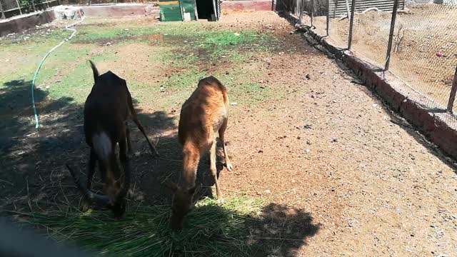 Female Nile Lechwe Eats With Beloved Male In Zoo