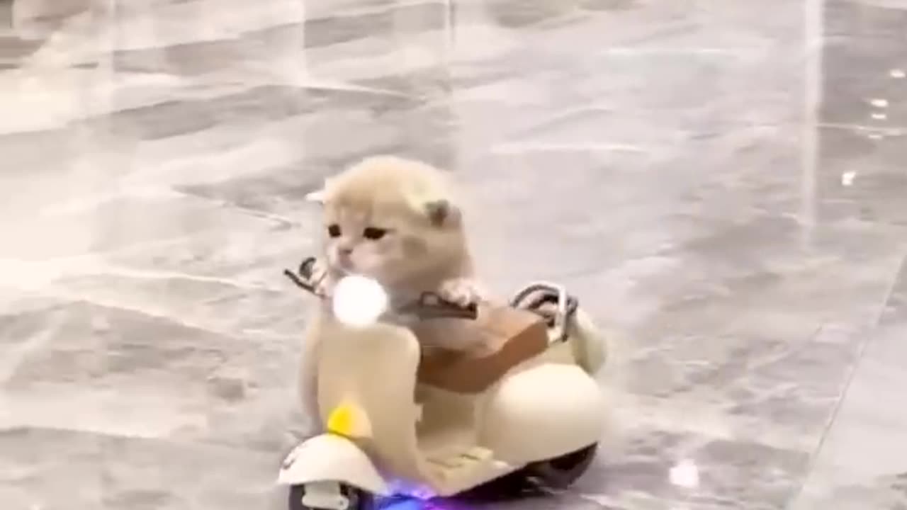 Funny animal video